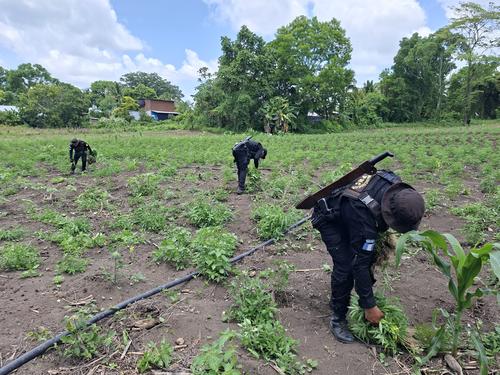 Im&aacute;genes de la incineraci&oacute;n de plantas de mariguana en Las Cruces, Pet&eacute;n. (Foto: PNC)