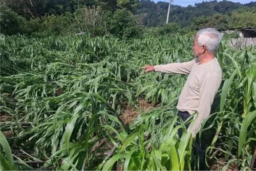 Los departamentos de Izabal y Alta Verapaz son los m&aacute;s afectados con la p&eacute;rdida de cultivos por las lluvias. (Foto: Nuestro Diario)