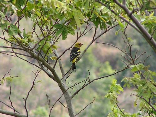 La Reserva es un lugar ideal para el avistamiento de aves. (Foto: Archivo)