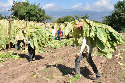 Hacia 1760, las f&eacute;rtiles tierras de lo que entonces formaba parte del corregimiento de Chiquimula (que integraba al actual territorio de Zacapa) ya destacaban por la siembra de hojas de excelente calidad. (Foto: Juan Carlos Aquino/Colaborador)