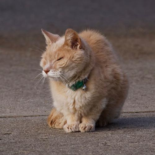 7 señales, Gato, vejez, adulto mayor, cuidados noticias, Guatemala, Soy502