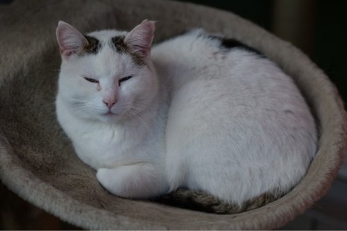 7 señales, Gato, vejez, adulto mayor, cuidados noticias, Guatemala, Soy502 3
