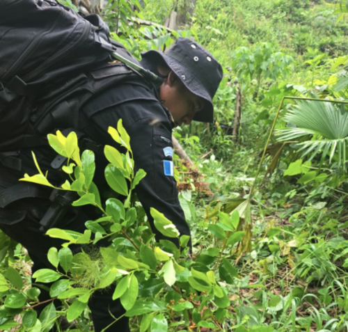 Las plantaciones se localizaron en &aacute;reas boscosas de Alta Verapaz. (Foto: PNC)