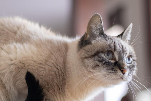 cuidados gato adulto soy502 guatemala noticias