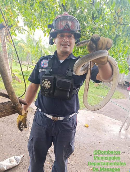 Una serpiente zumbadora hab&iacute;a ingresado a una vivienda y posteriormente fue rescatada. (Foto: CBMD)