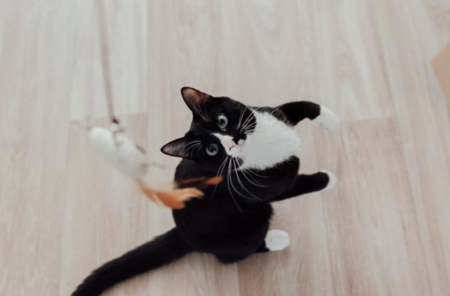 gato casa