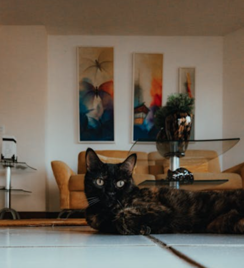gato en casa 1