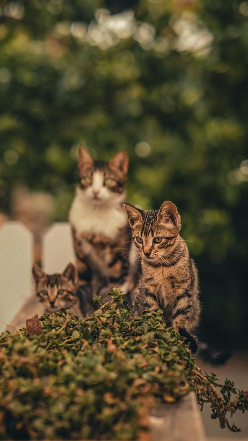 gatos calle