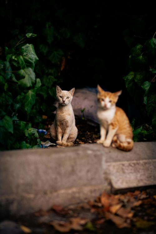 gatos callejeros