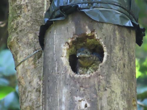 Pichones quetzal
