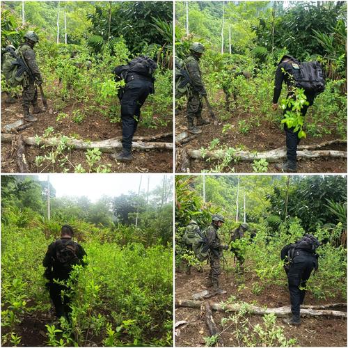 En el lugar fueron erradicados m&aacute;s de 200 mil arbustos de hoja de coca. (Foto: PNC)