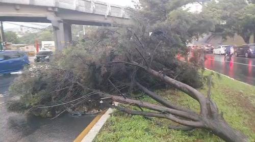 El &aacute;rbol ca&iacute;do ha bloqueado por completo un carril de la calzada Roosevelt. (Foto: Tr&aacute;nsito Mixco)