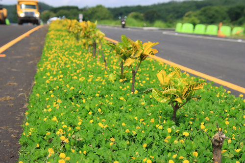 El nombre Xochi proviene del nahuatl y significa flor. (Foto: Byron Garc&iacute;a/Colaboraci&oacute;n)