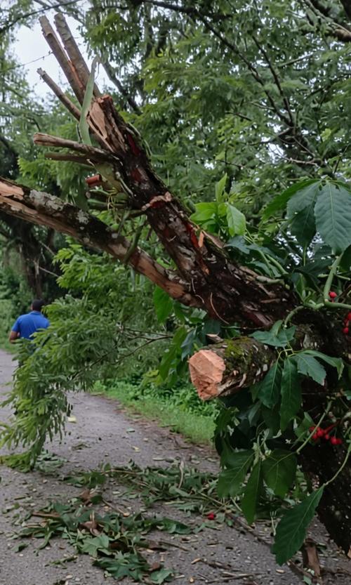 (Foto: Irma Tzi)
