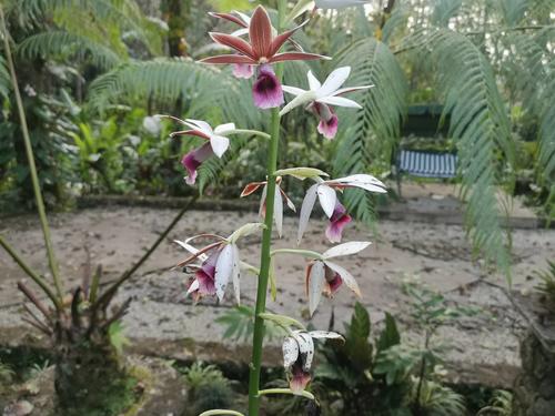 Un espacio natural donde podr&aacute;s ver las orqu&iacute;deas en su h&aacute;bitat. (Foto: Orquigonia)