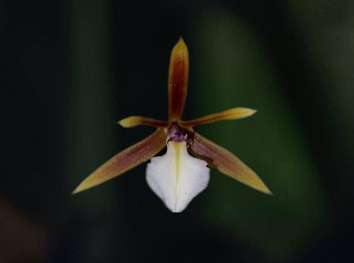 Un espacio natural donde podr&aacute;s ver las orqu&iacute;deas en su h&aacute;bitat. (Foto: Orquigonia)
