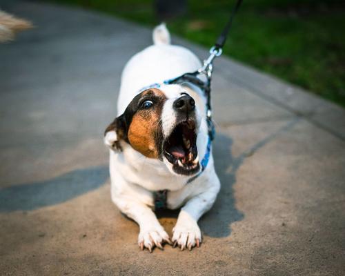 perro agresivo consejos 1