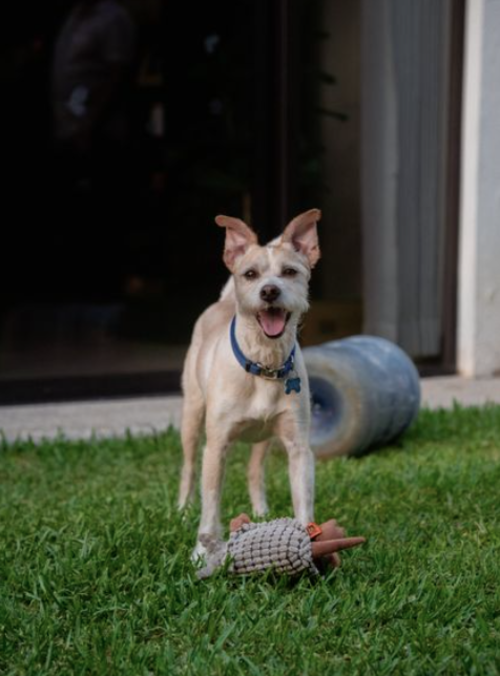 perro agresivo consejos 3