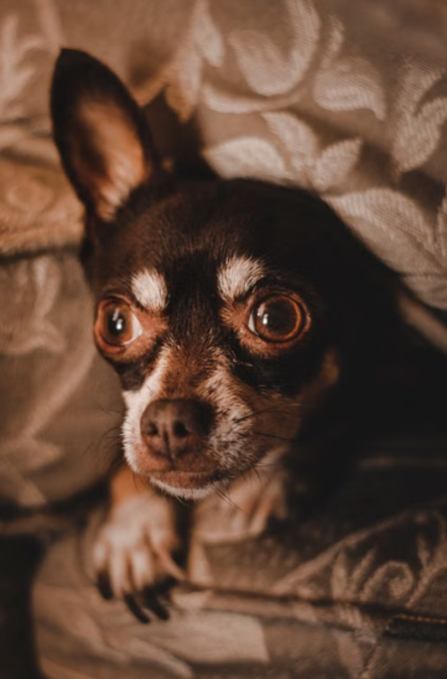perro agresivo consejos 4