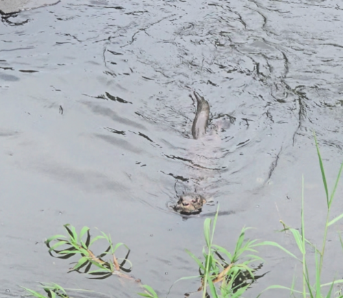 La nutria fue dejada en libertad momentos despu&eacute;s de salvarla. (Foto: Romario Aguilar/Colaborador)