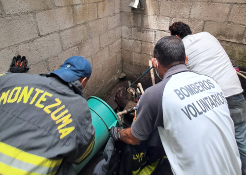 Bomberos lograron salvar a la nutria para liberarla en un lugar adecuado. (Foto: Romario Aguilar/Colaborador)