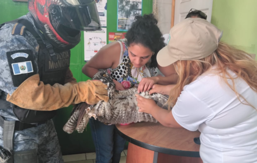 El ave fue trasladada para verificar su estado de salud. (Foto: Cortes&iacute;a)