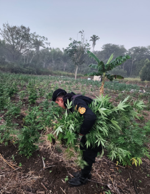 Las plantaciones estaban valoradas en m&aacute;s de Q. 17 millones.  (Foto: PNC)