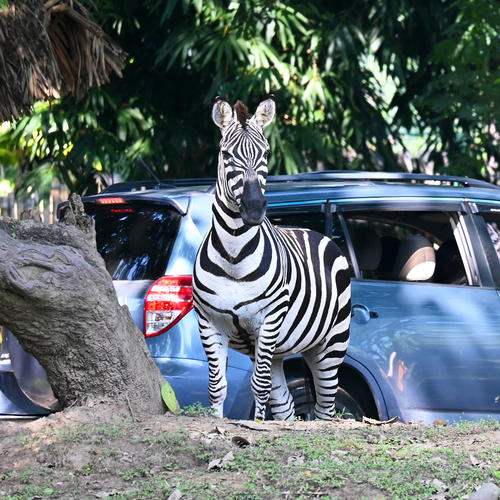 Experiencia diferente para observar fauna sin bajar del veh&iacute;culo. (foto: shutterstock)