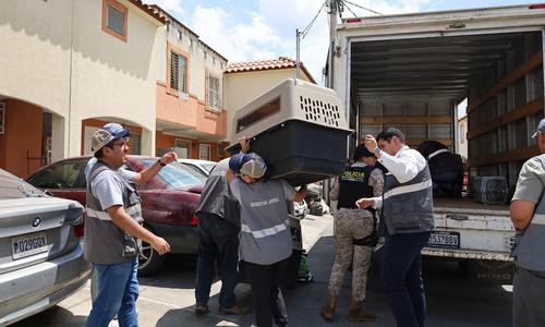 Los animales fueron rescatados este 5 de marzo. (Foto: MAGA)