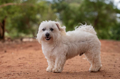 bich&oacute;n malt&eacute;s