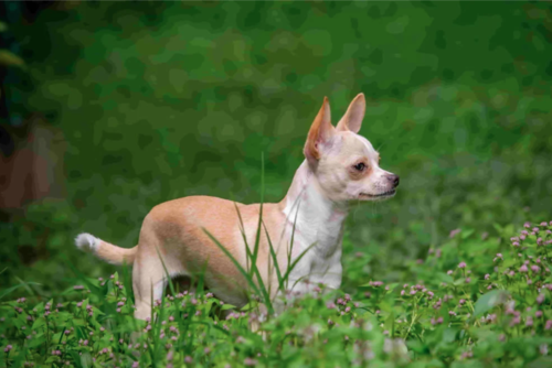 chihuahua pelo corto