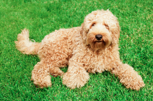 labradoodle