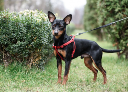 Pinscher Miniatura 1
