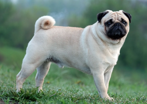 pug