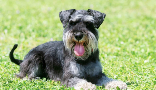 Schnauzer 2