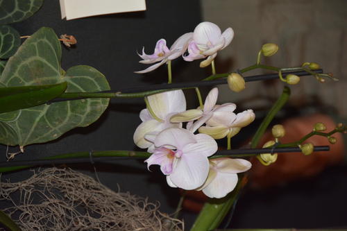Las exposiciones buscan acercar a los visitantes a la belleza de las orqu&iacute;deas. (Foto: Leonel V&aacute;squez/Colaborador)