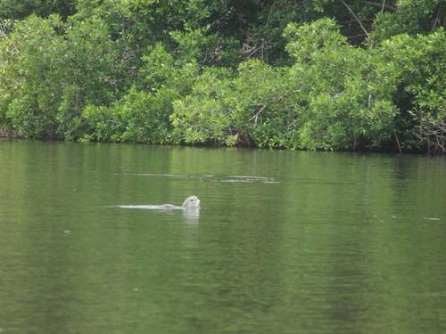El avistamiento de tortugas es una experiencia de respeto y conexi&oacute;n profunda con la vida silvestre. (Foto: Secretar&iacute;a de Prensa de la Alcald&iacute;a de Sipacate)