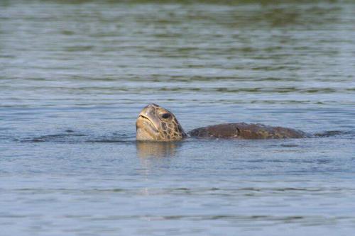 Las ra&iacute;ces del mangle no solo protegen la costa, sino que sirven de hogar y alimento para cientos de tortugas marinas. (Foto: Secretar&iacute;a de Prensa de la Alcald&iacute;a de Sipacate)