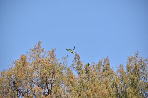 loros nuca amarilla captados USAC 1