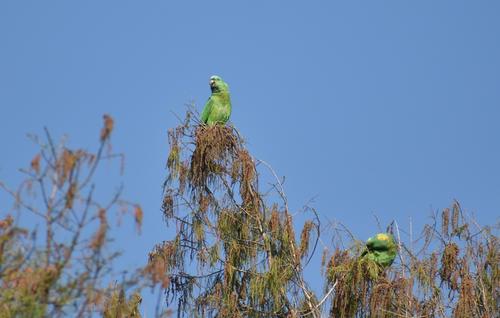 loros nuca amarilla captados USAC 3
