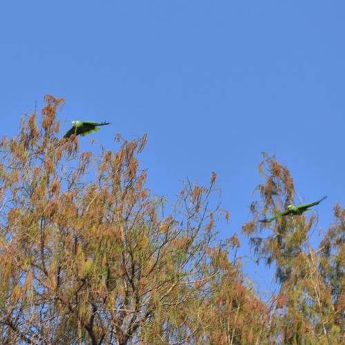 loros nuca amarilla captados USAC 5