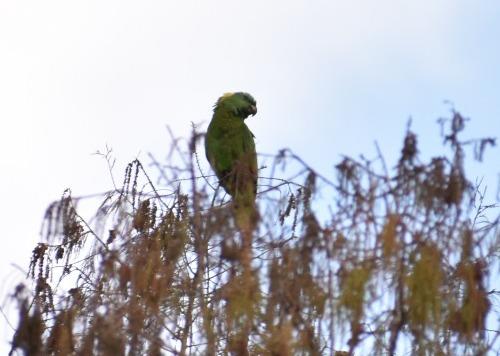 loros nuca amarilla captados USAC 6
