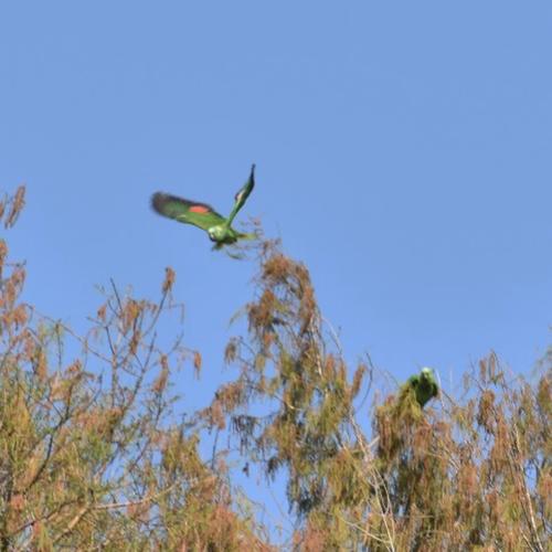 loros nuca amarilla captados USAC 7