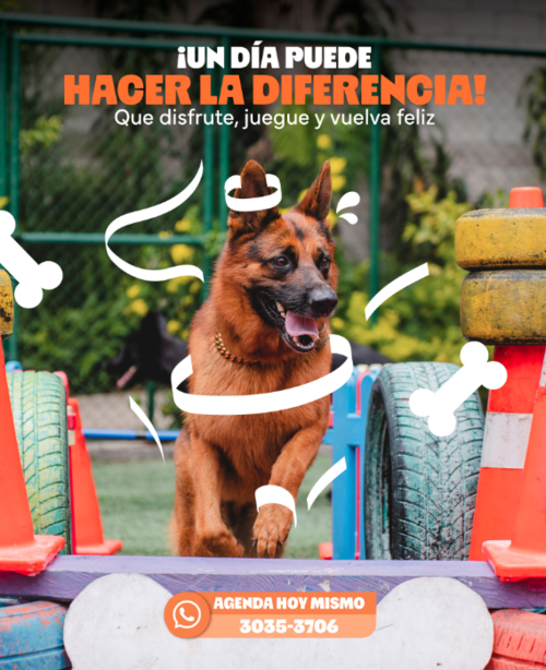 hoteles mascotas verano 4