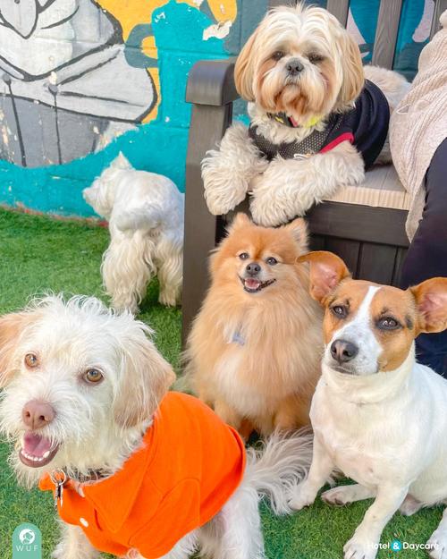 WUF Doggy Daycare 