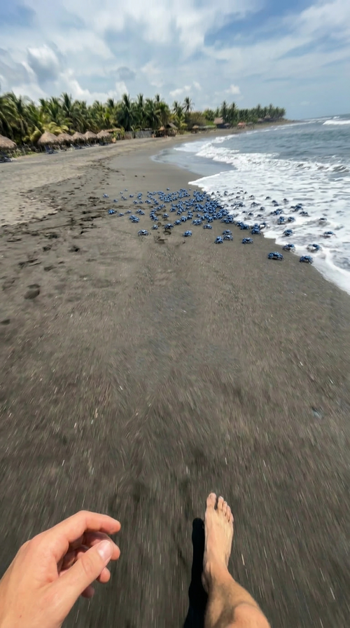 Tigo, cangrejos, azules, turistas, El Pared&oacute;n, mar, playa, Guatemala, Soy502