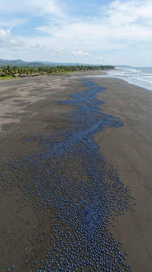 Tigo, cangrejos, azules, turistas, El Pared&oacute;n, mar, playa, Guatemala, Soy502