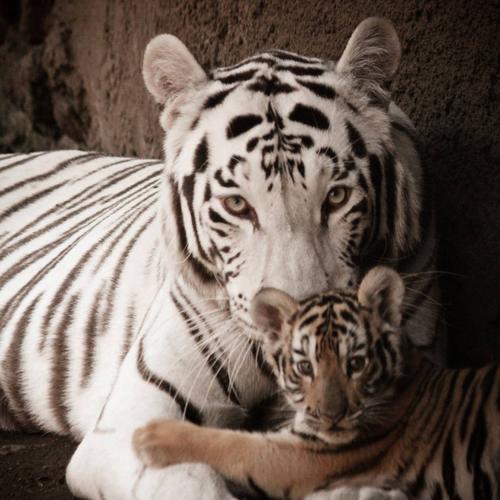 (Foto: Zool&oacute;gico La Aurora)