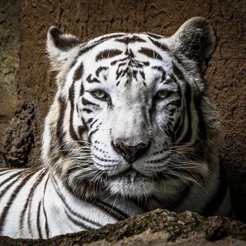 (Foto: Zool&oacute;gico La Aurora)