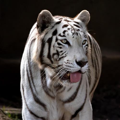 (Foto: Zool&oacute;gico La Aurora)